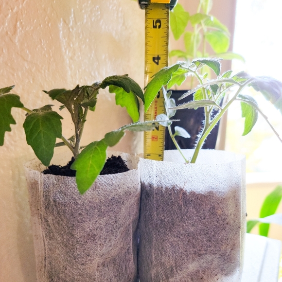 2 Live Plants, Supersweet 100 Cherry Tomato - Picture 4 of 4